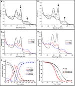 Frontiers | Dissection of the radical reactions linked to fetal ...