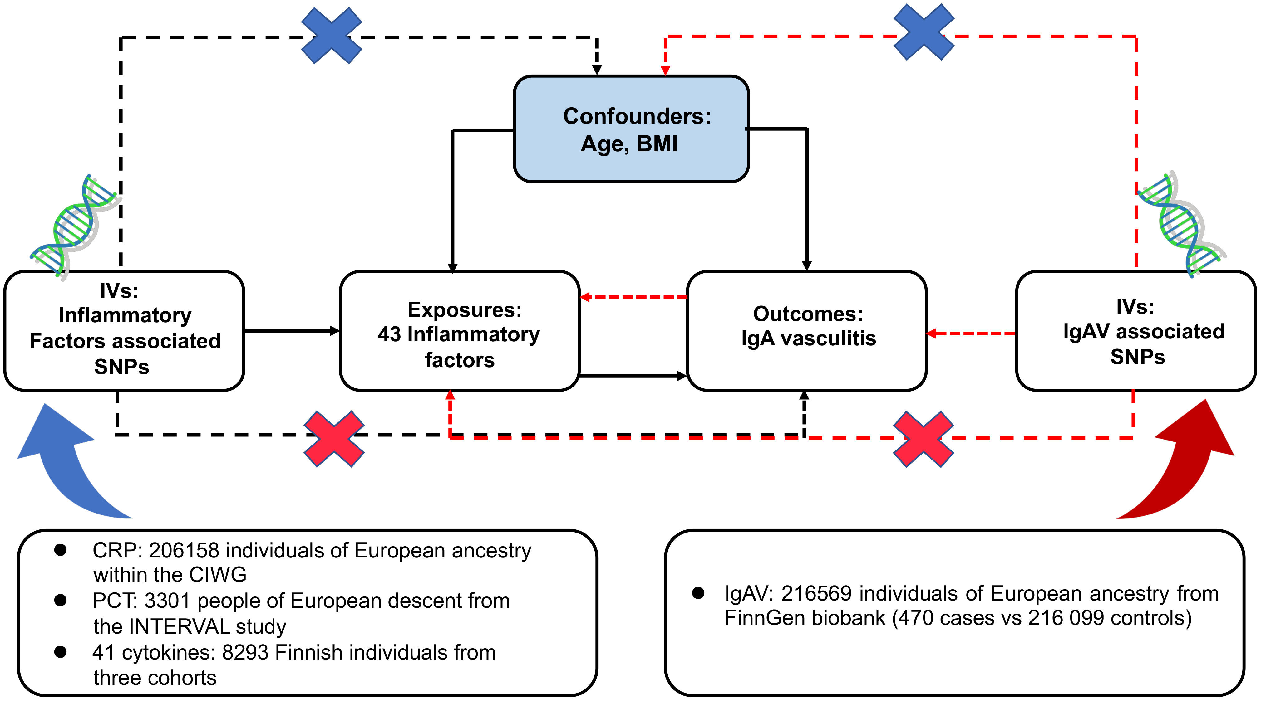 Frontiers Causal relationships between circulating inflammatory factors and IgA vasculitis a bidirectional Mendelian randomization study