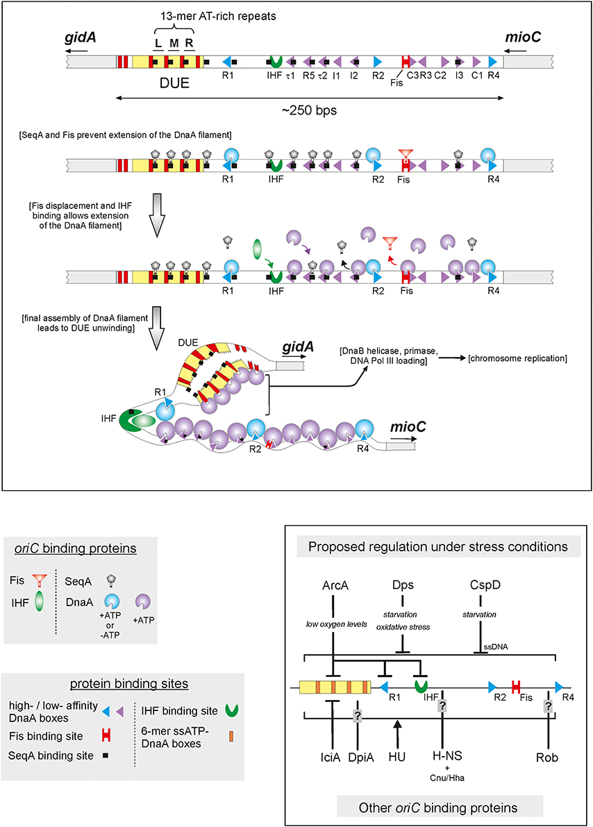 bacterial chromosome replication