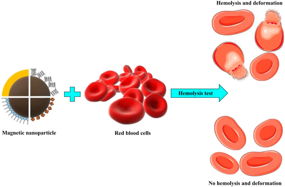 Frontiers  A review: hemocompatibility of magnetic nanoparticles and their  regenerative medicine, cancer therapy, drug delivery, and bioimaging  applications