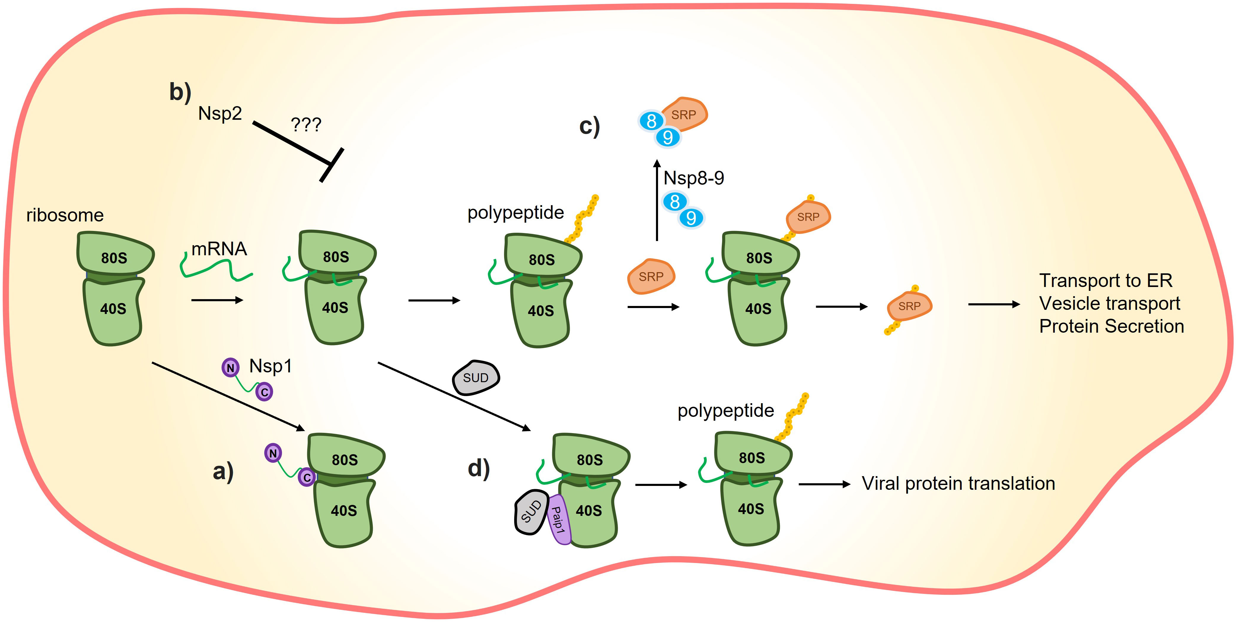 Frontiers | What do we know about the function of SARS-CoV-2 proteins?