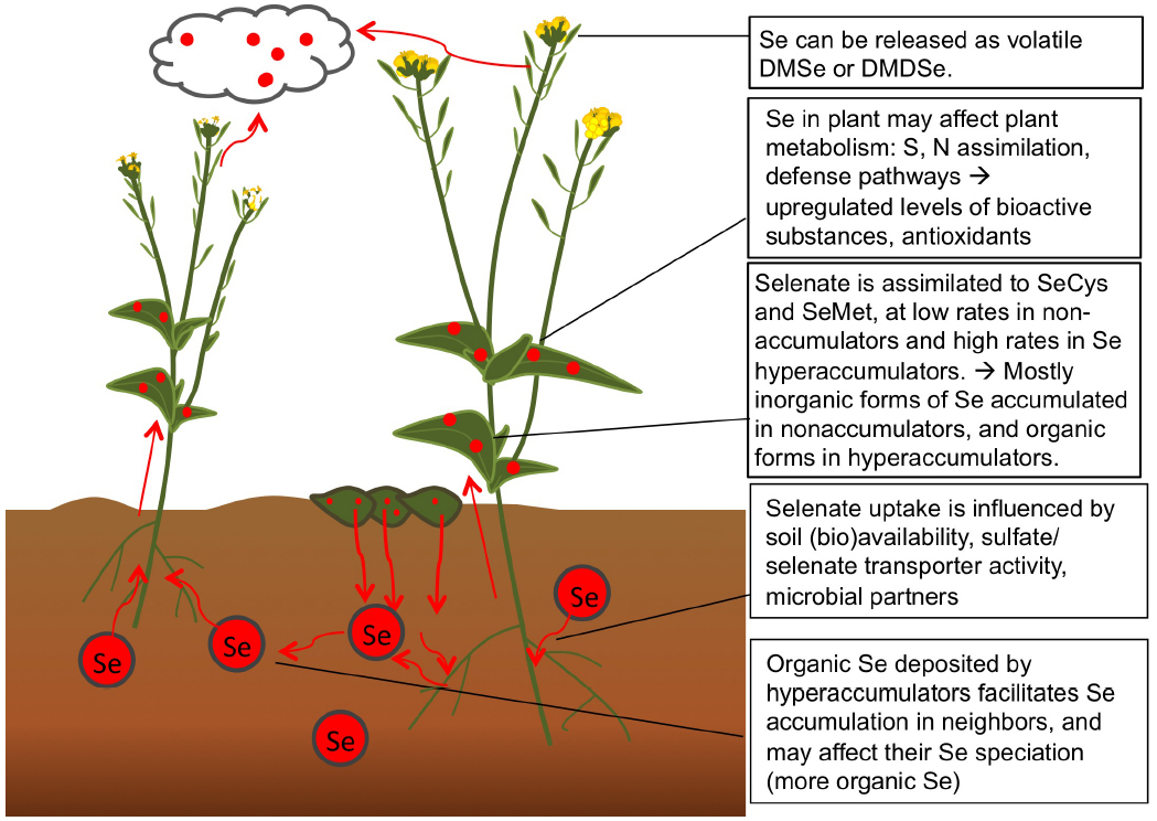 Frontiers | Effects of biofortification on crop nutritional