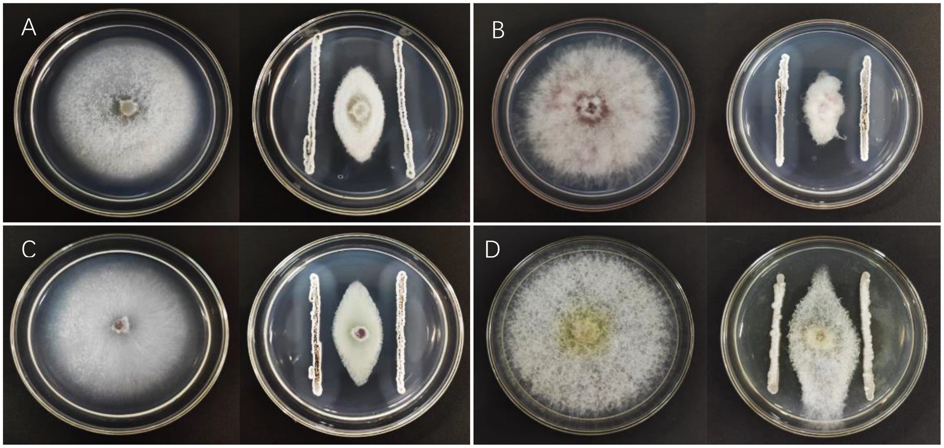 Frontiers  Characterization of fungal pathogens and germplasm