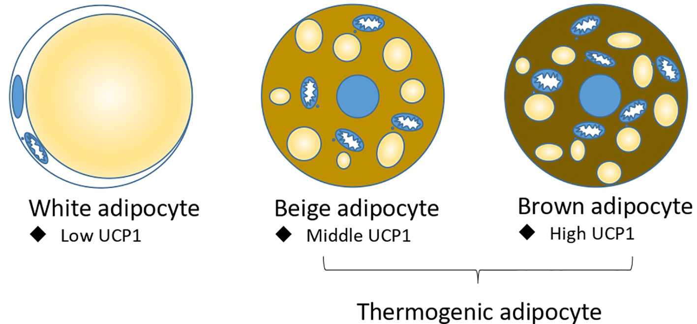Frontiers | Latest advances in the regulatory genes of adipocyte