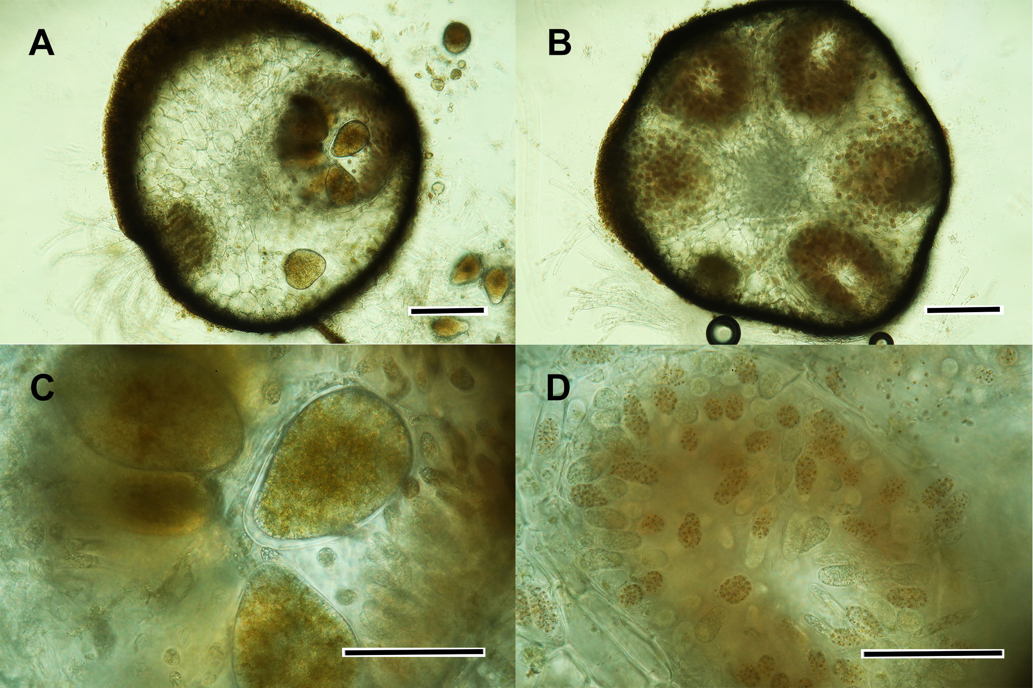 FS1216: Blue-Green Algae in Waterways (Rutgers NJAES)