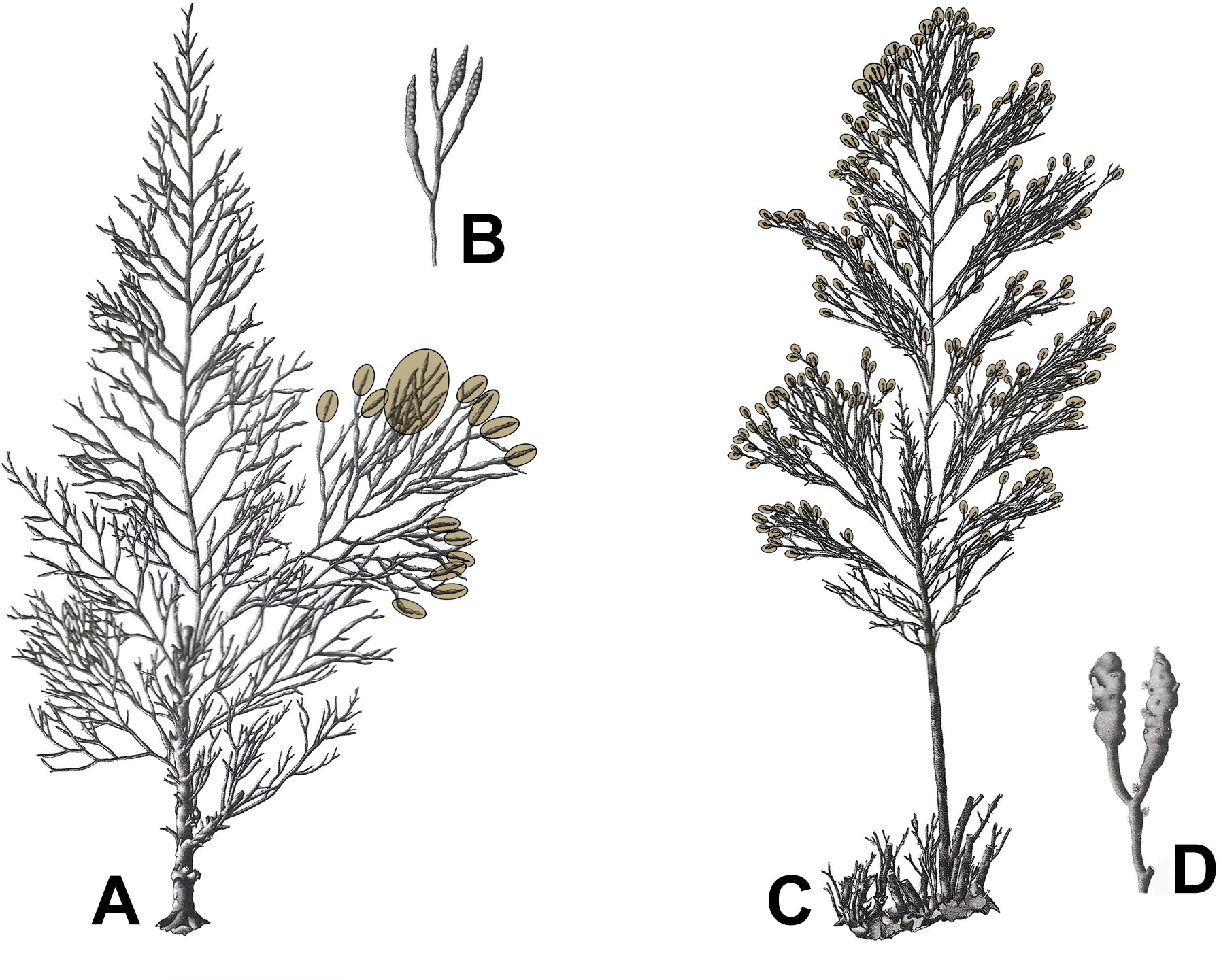 FS1216: Blue-Green Algae in Waterways (Rutgers NJAES)