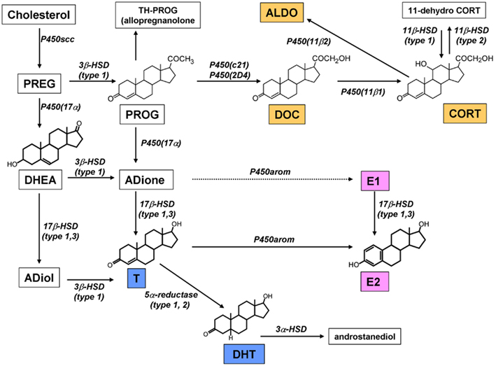 frontiers-hippocampal-synthesis-of-sex-steroids-and-corticosteroids-essential-for-modulation