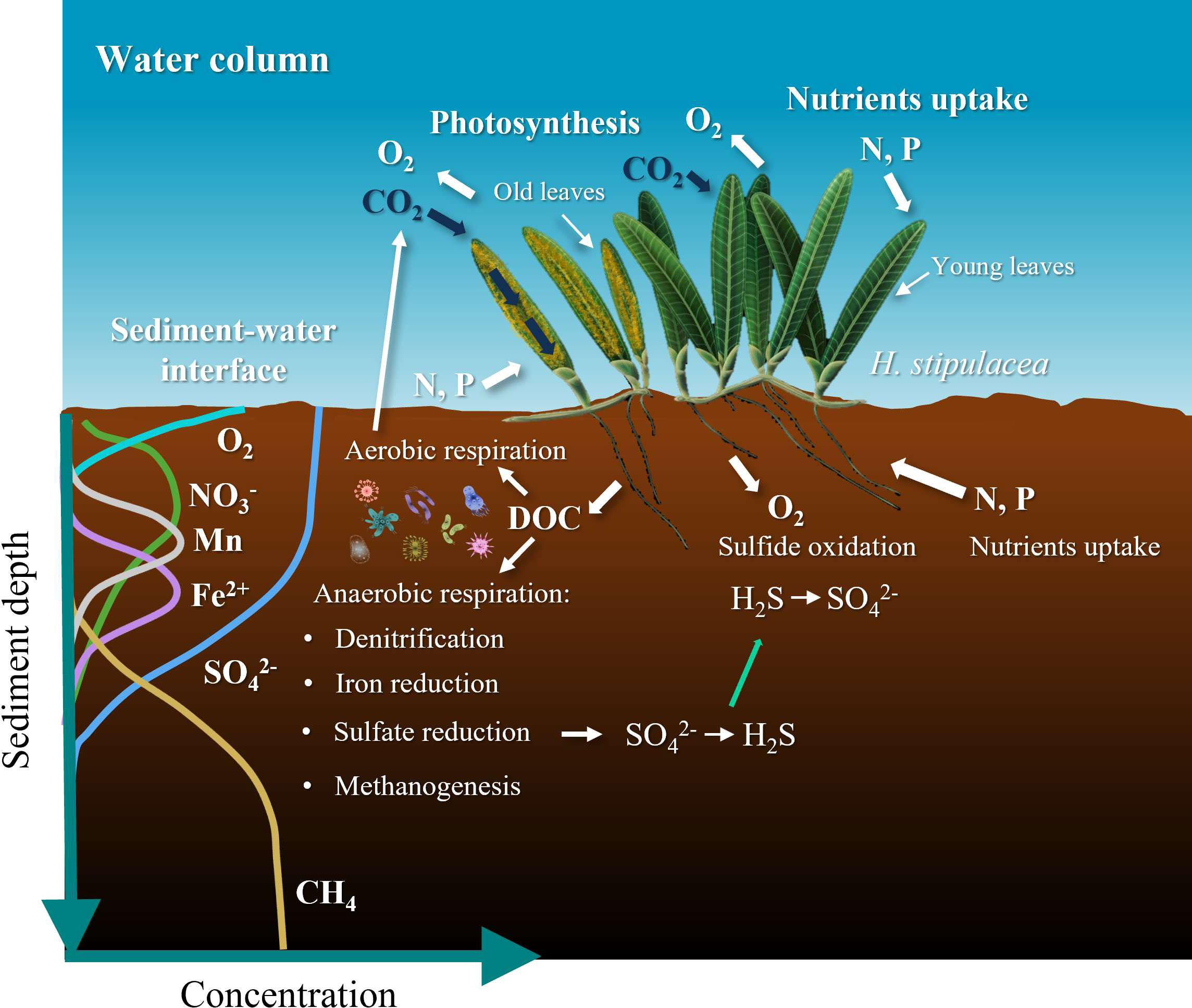 Scientists Found a Nitrogen-Fixing Seagrass