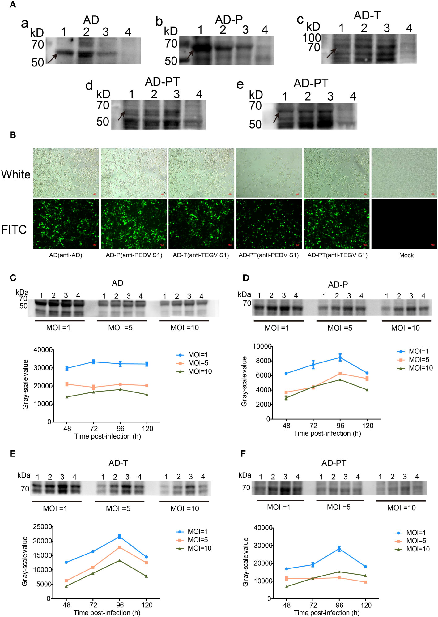 Frontiers | Virus-like particle vaccines with epitopes from Frontiers | Virus-like particle vaccines with epitopes from