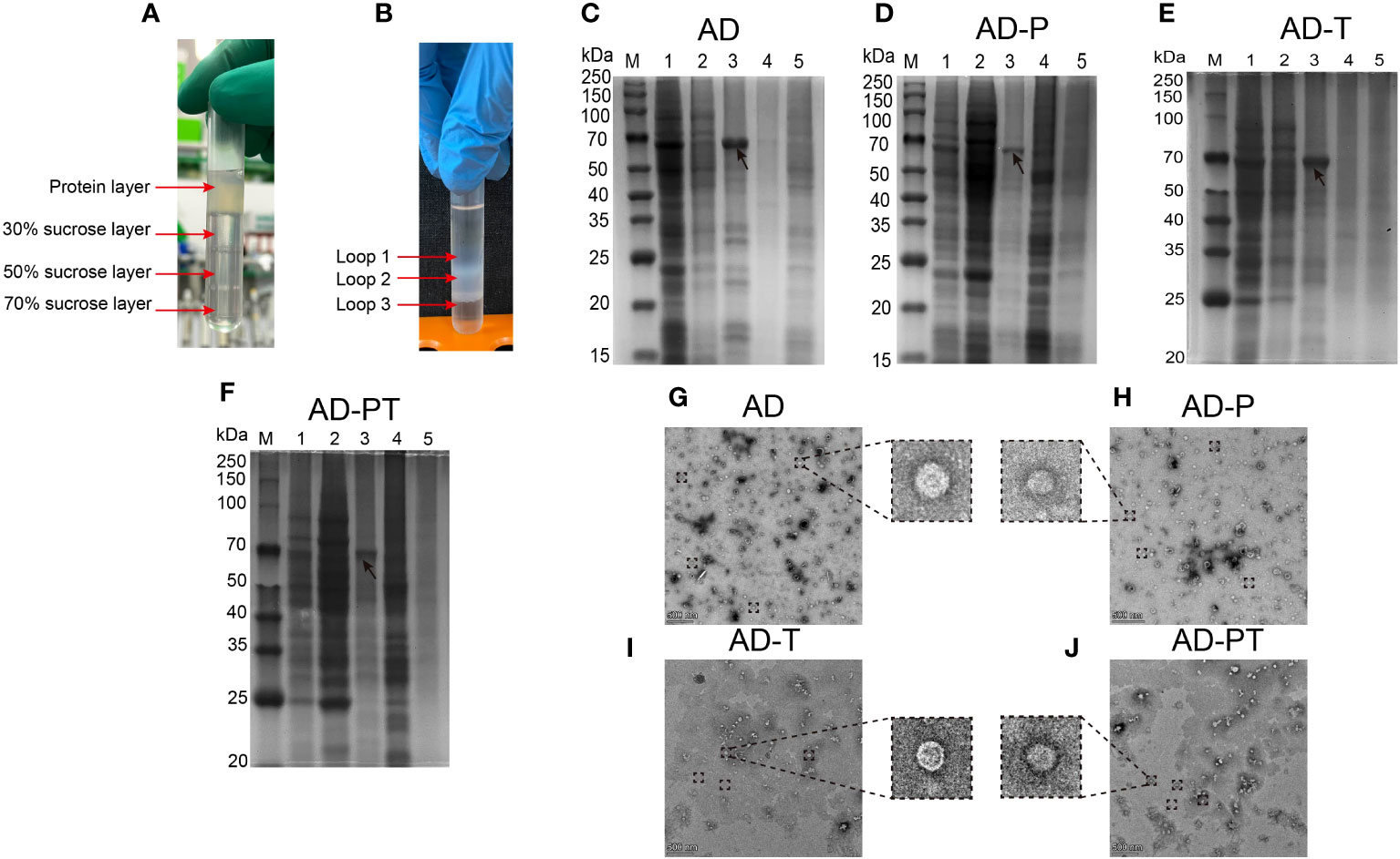 Frontiers | Virus-like particle vaccines with epitopes from Frontiers | Virus-like particle vaccines with epitopes from
