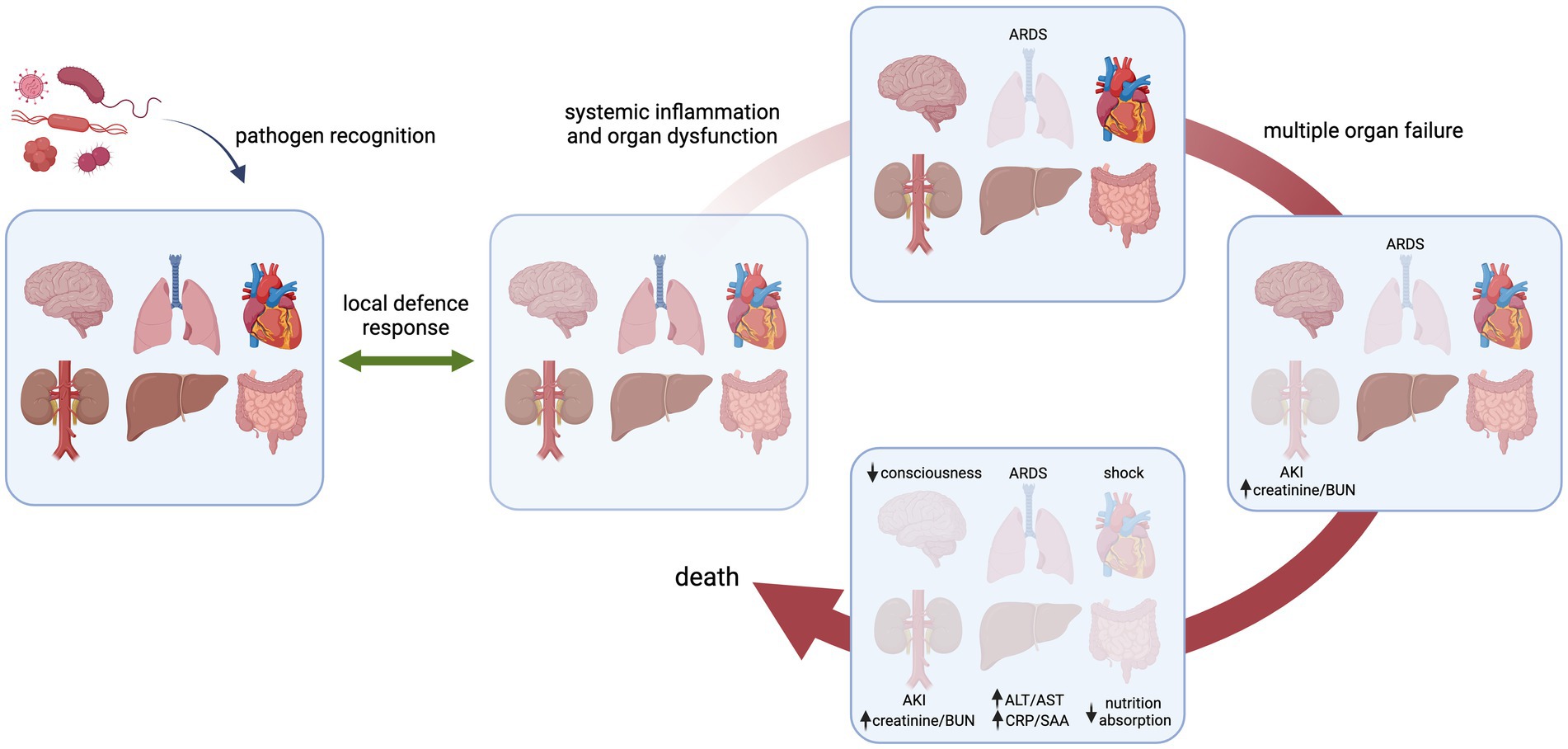 Lactate induces vascular permeability via disruption of VE-cadherin in  endothelial cells during sepsis