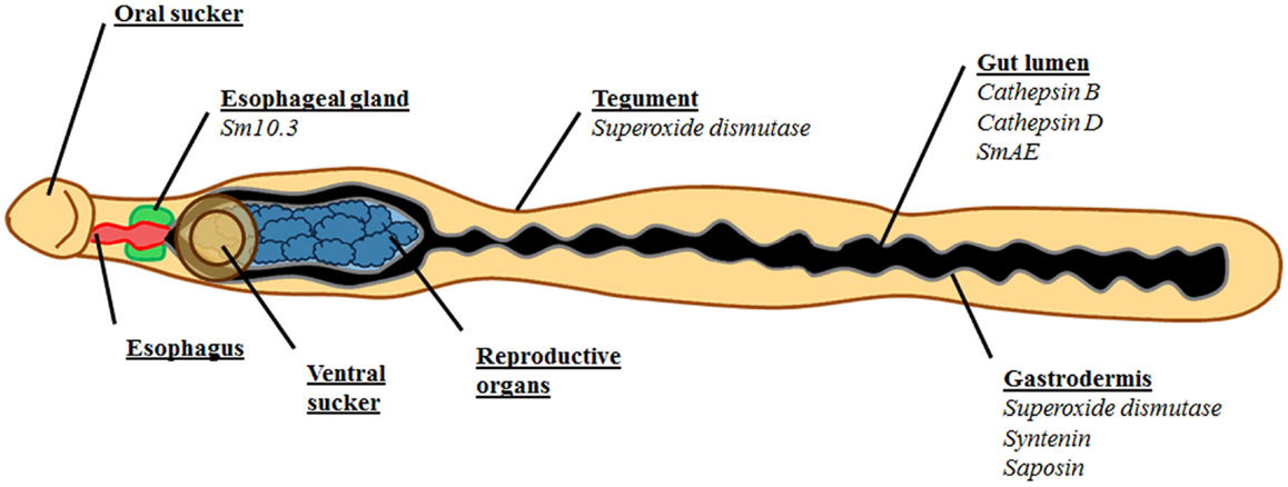 Schistosomiasis in urine