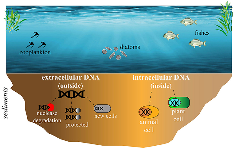 Figure 2 - In lake sediments, DNA can be found either outside of cells or inside of cells.