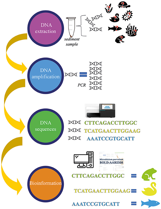Figure 3 - To identify organisms with DNA analysis, the DNA must first be isolated (extracted) from the sediment samples.