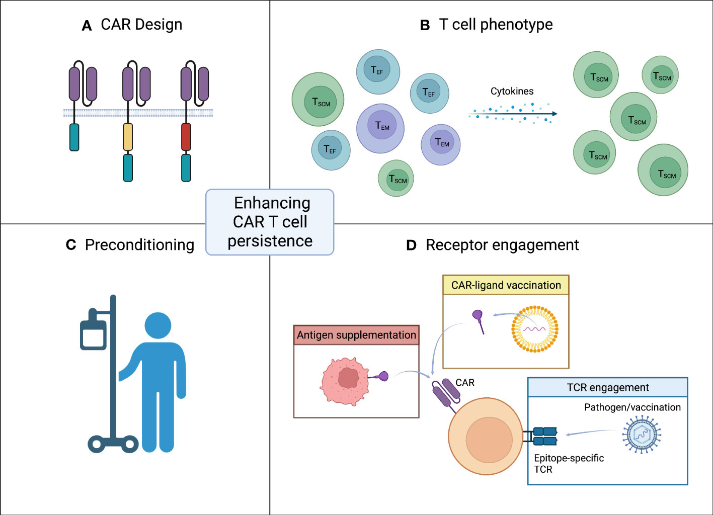 Frontiers  Strategies for enhancing CAR T cell expansion and persistence  in HIV infection