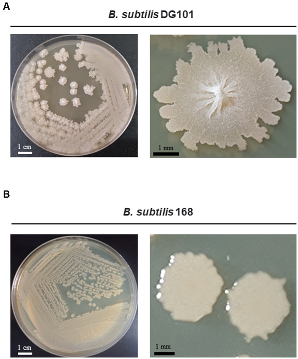 Frontiers  Probiotic properties of Bacillus subtilis DG101 isolated from  the traditional Japanese fermented food nattō