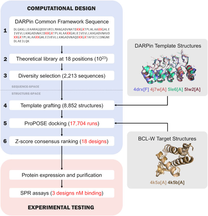 Frontiers  Exploring rigid-backbone protein docking in biologics  discovery: a test using the DARPin scaffold