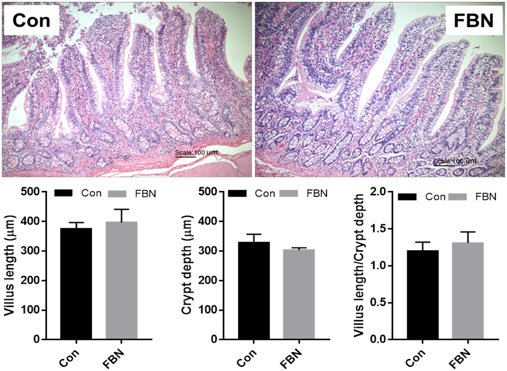 A collection of bacterial isolates from the pig intestine reveals