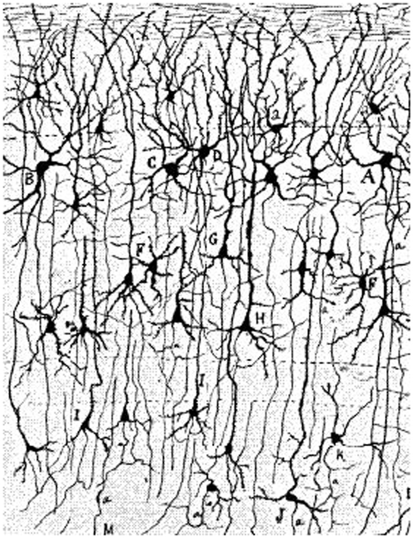 Figure 3 - This is what Golgi and Cajal could see.