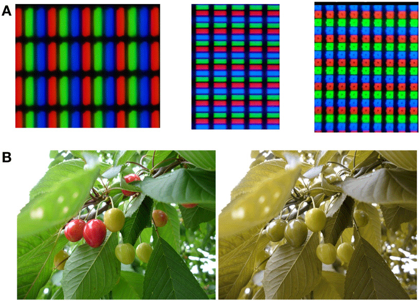 איור 5 - A. מערכי LCD (תצוגת גביש נוזלי – Liquid Crystal Display). B. הדמייה של עיוורון צבעים.