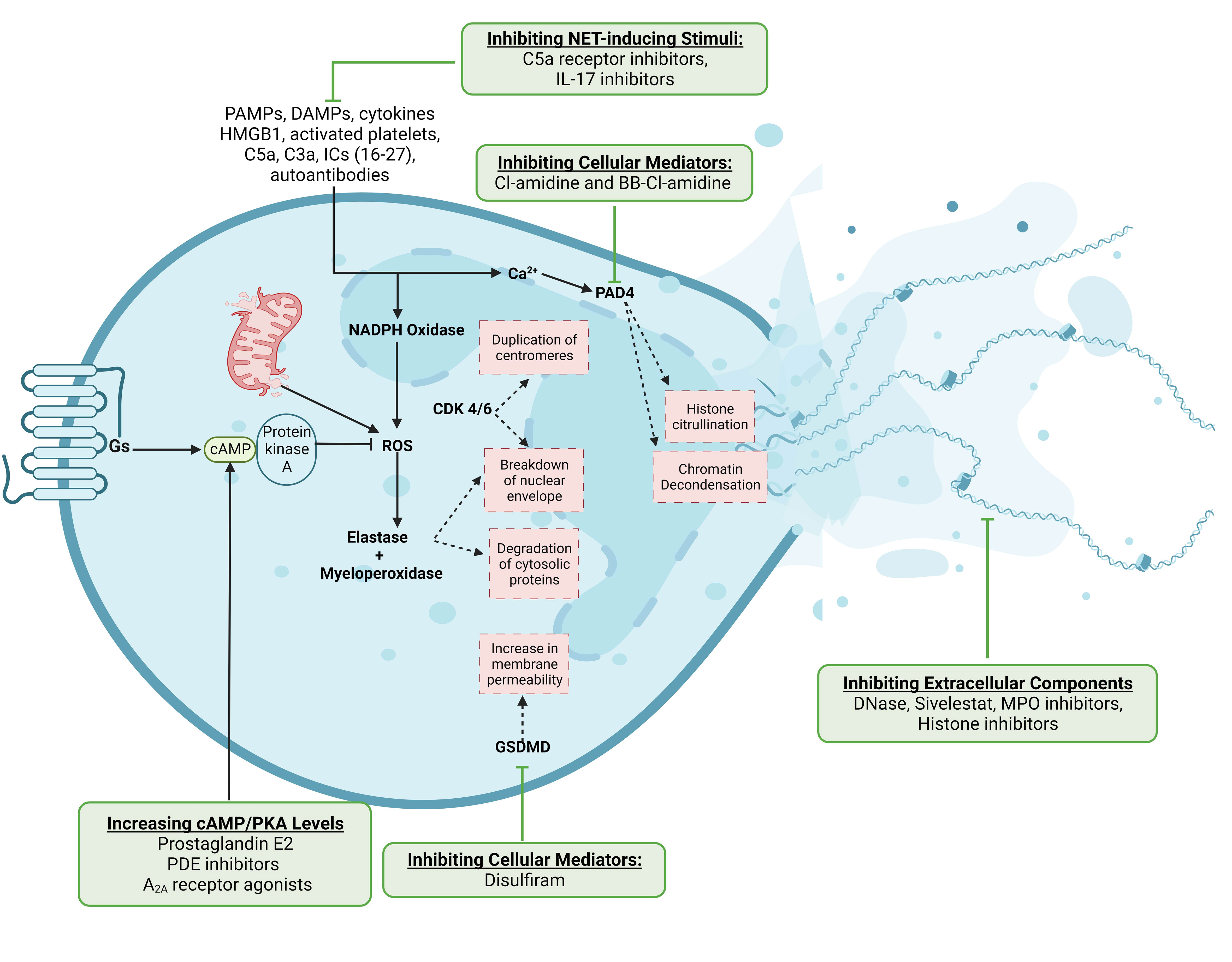 Frontiers  The Significance of Neutrophil Extracellular Traps in