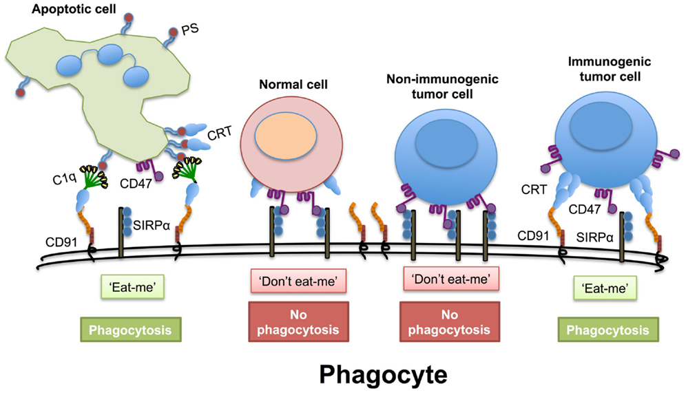 Their cell. Cd47. PHAG and biofiles.