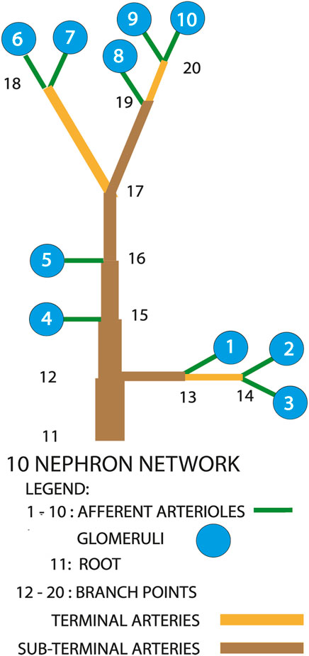 www.frontiersin.org