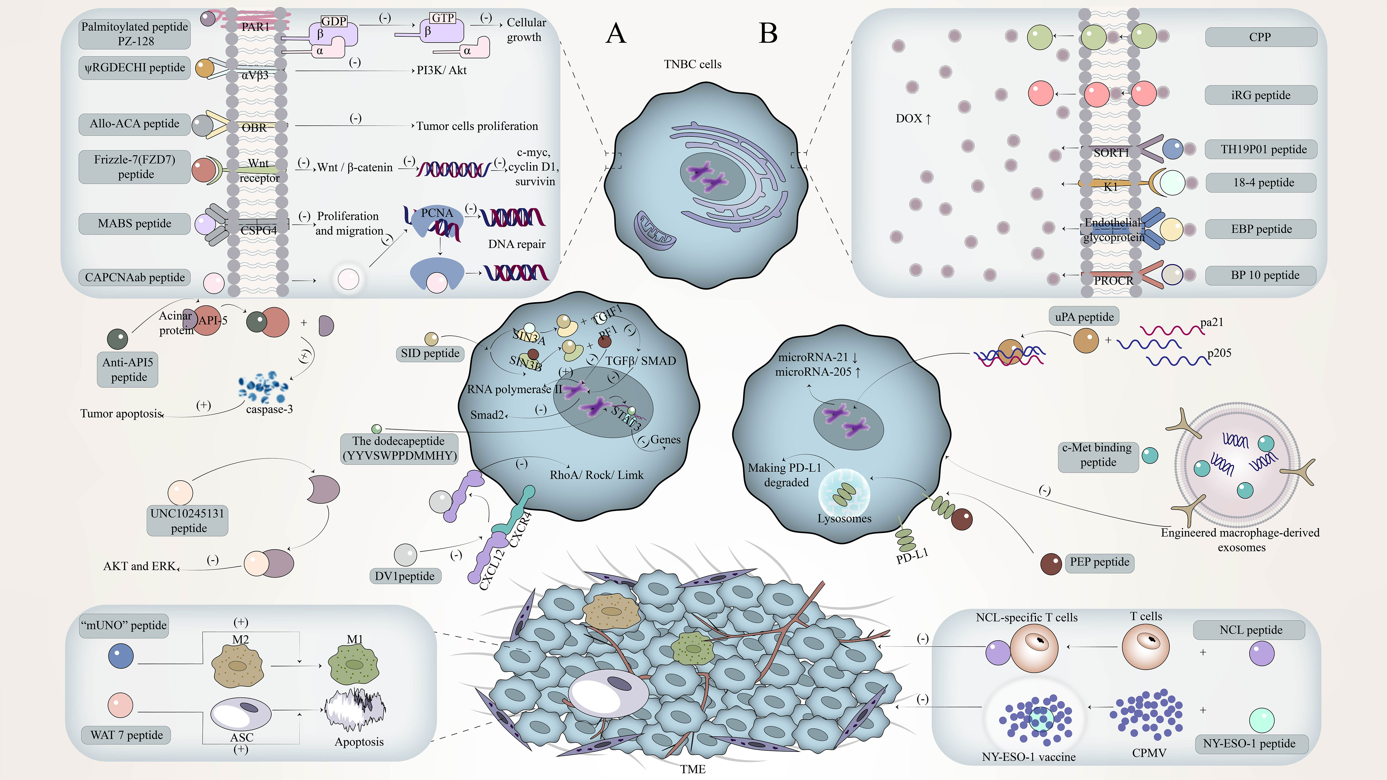newstar diana nude Frontiers | Facts and prospects of peptide in targeted therapy and immune  regulation against triple-negative breast cancer