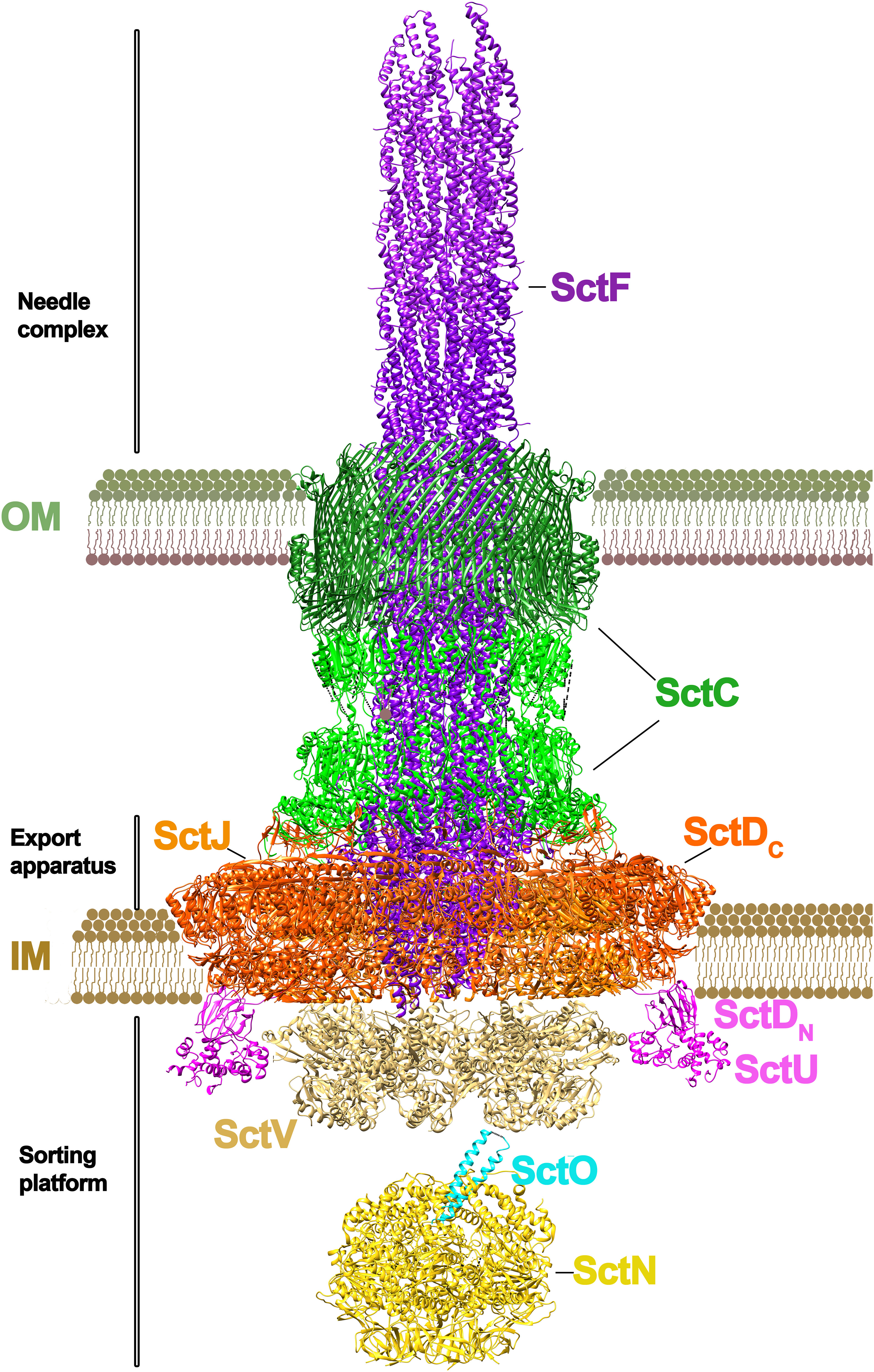 Cryo-EM structure of a type IV secretion system