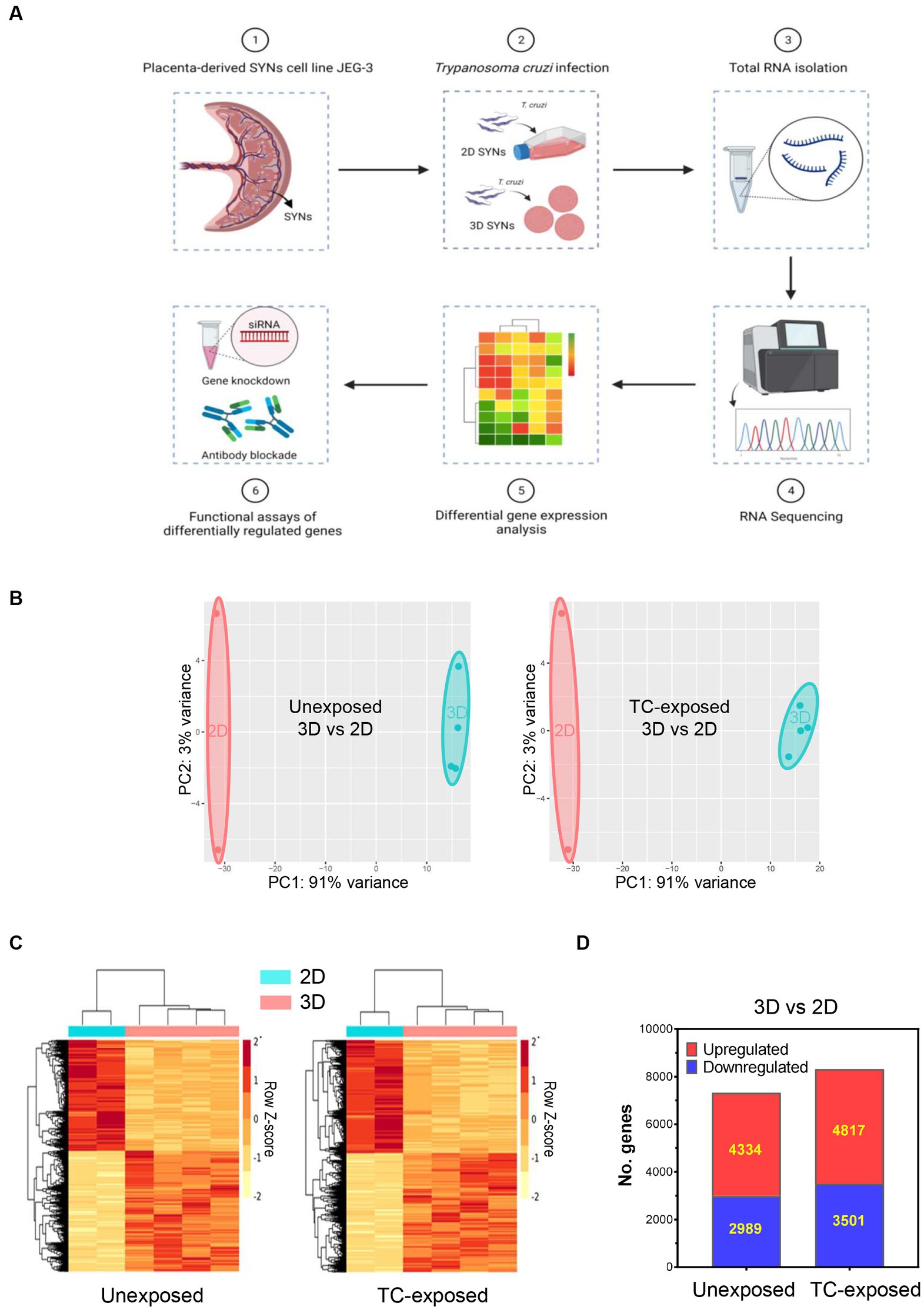 Frontiers  Trypanosoma cruzi Genomic Variability: Array