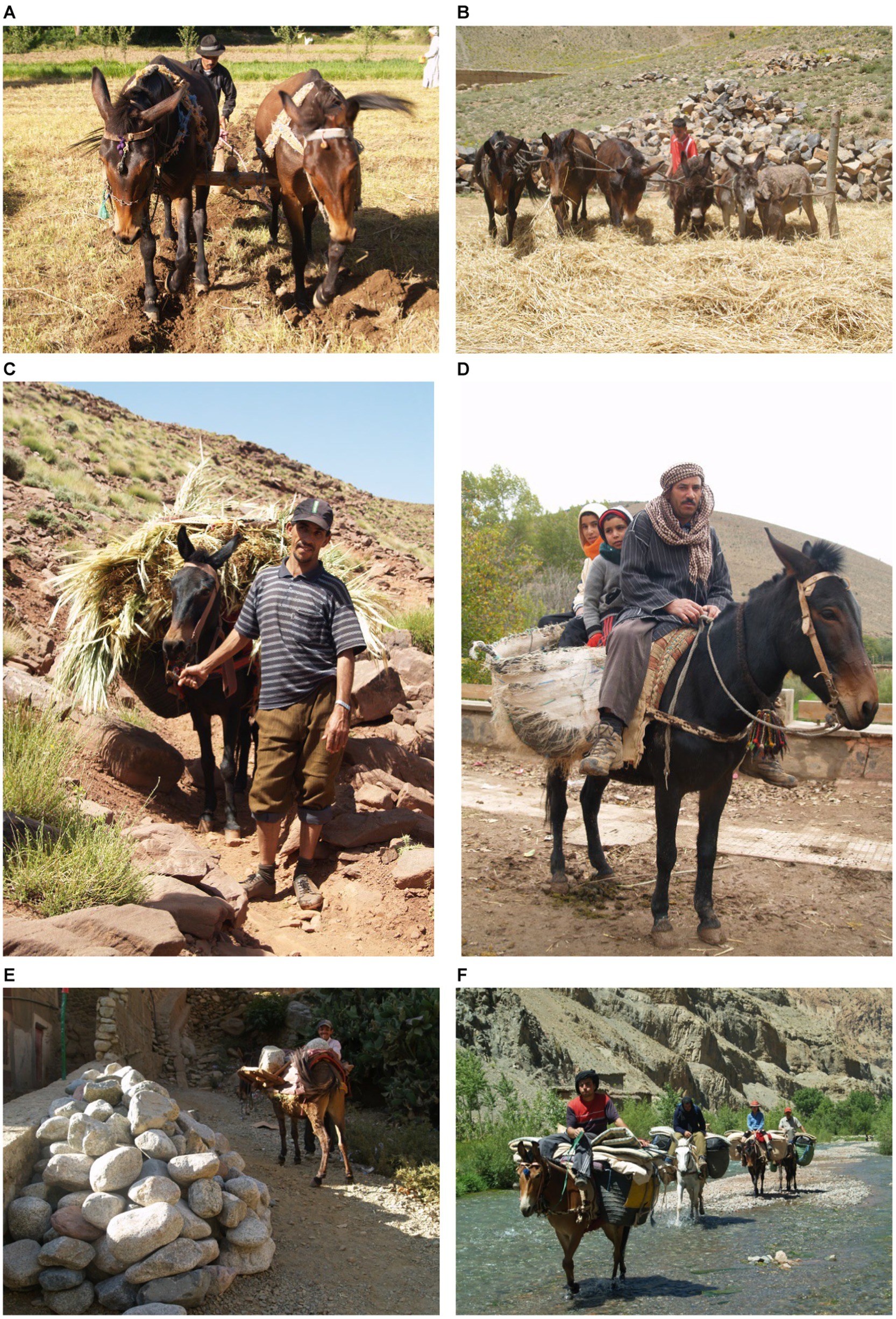 mules working massif, welfare in Atlas the Morocco in and of the The of | the valleys of Toubkal history Frontiers High