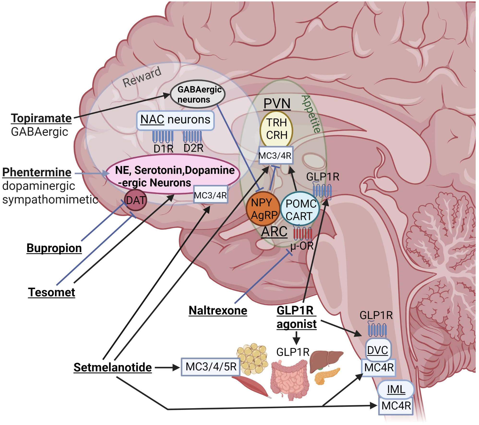 The effect of chronic lithium treatment on hippocampal progenitor cells:  Transcriptomic analysis and systems pharmacology - Jahandideh - 2023 -  Brain and Behavior - Wiley Online Library