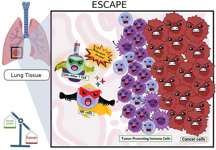 Illustration of immune cell interaction with cancer cells in lung tissue. CD8+ Killer T Cell and NK cells face tumor-promoting immune cells and cancer cells, symbolizing immune escape. A scale indicates the balance between immune system and cancer.