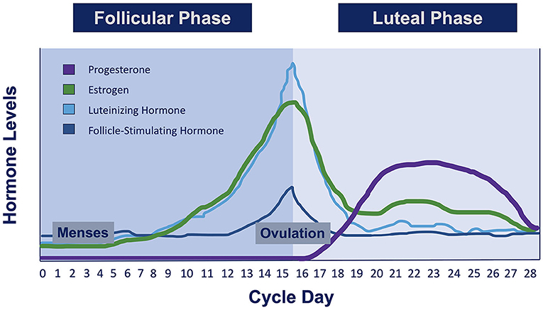 Figure 1 - There are four main hormones that change across a typical 28-day menstrual cycle: estrogen, progesterone, luteinizing hormone, and follicle-stimulating hormone.