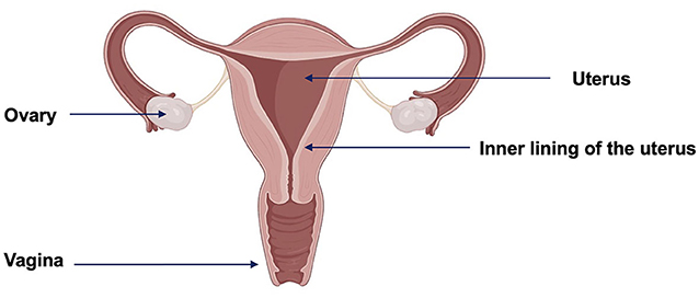 Figure 2 - Female reproductive system.