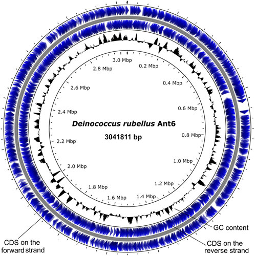 A new perspective on radiation resistance based on Deinococcus