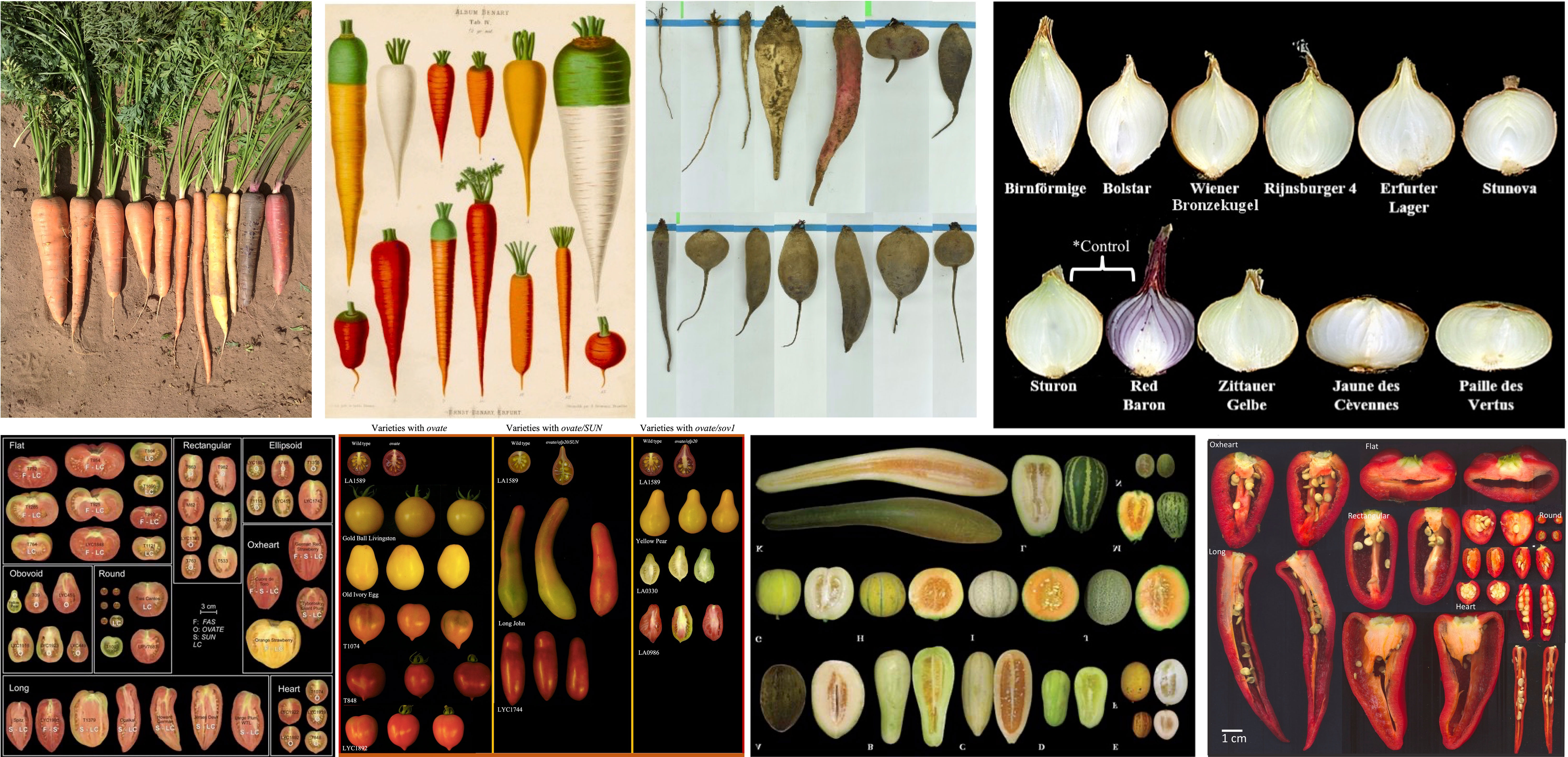 Types and Stages of Play - Forty Carrots Family Center