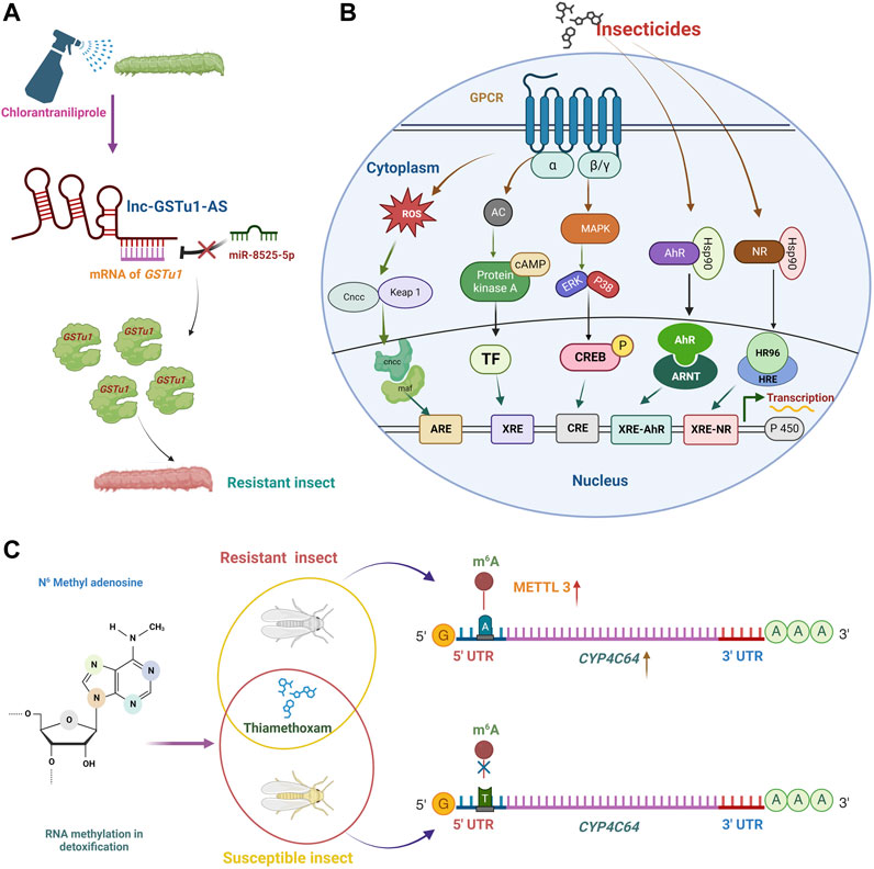 Frontiers | Enthralling genetic regulatory mechanisms meddling 