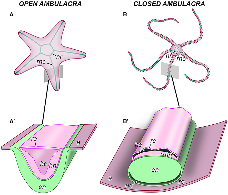 Anatomical organization of the central nervous system in echinoderms (see [Mashanov et al. 2023](https://doi.org/10.3389/fncir.2023.1258370); **Figure 2**).