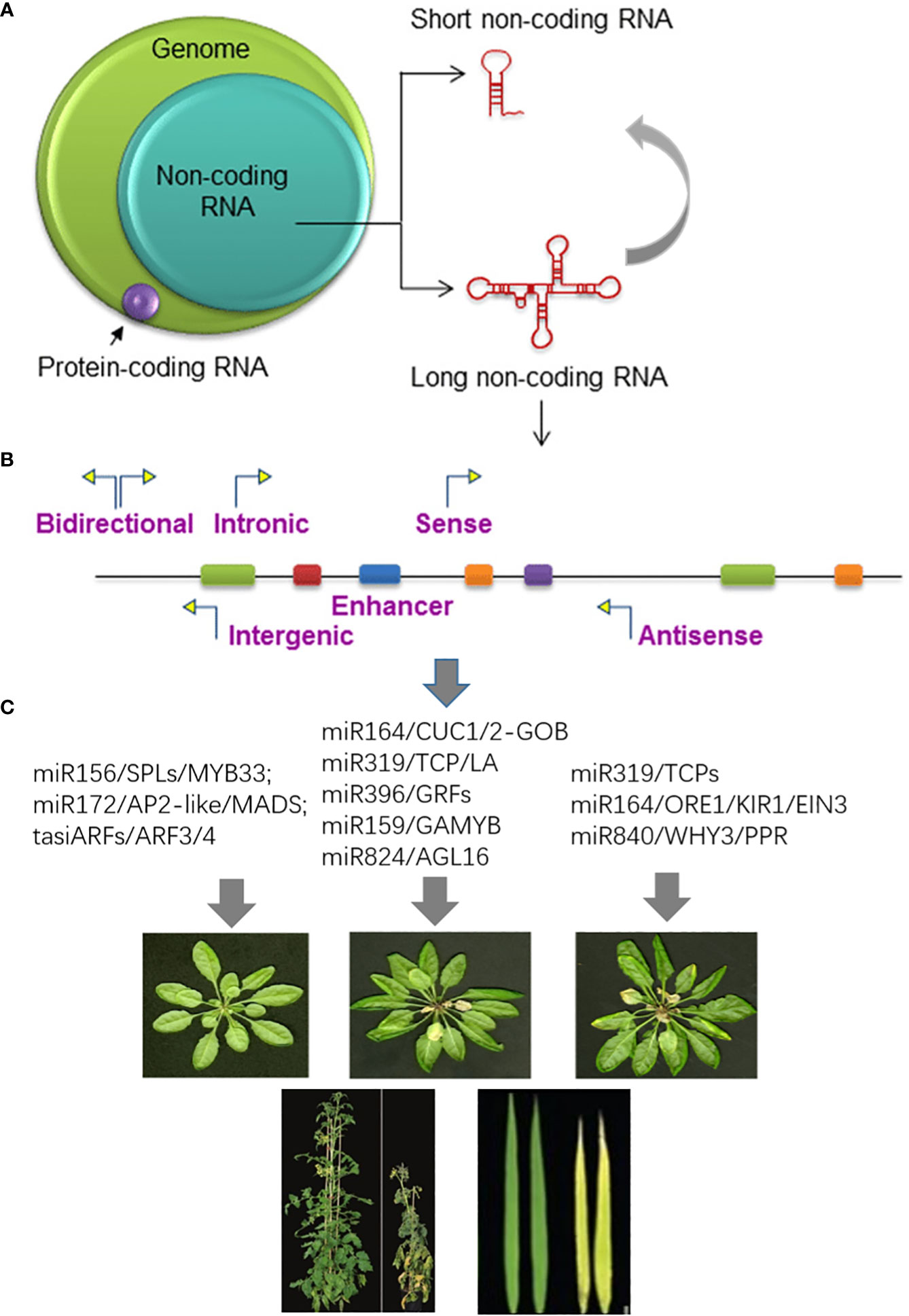 Frontiers | Epigenetic control of plant senescence and cell death and ...