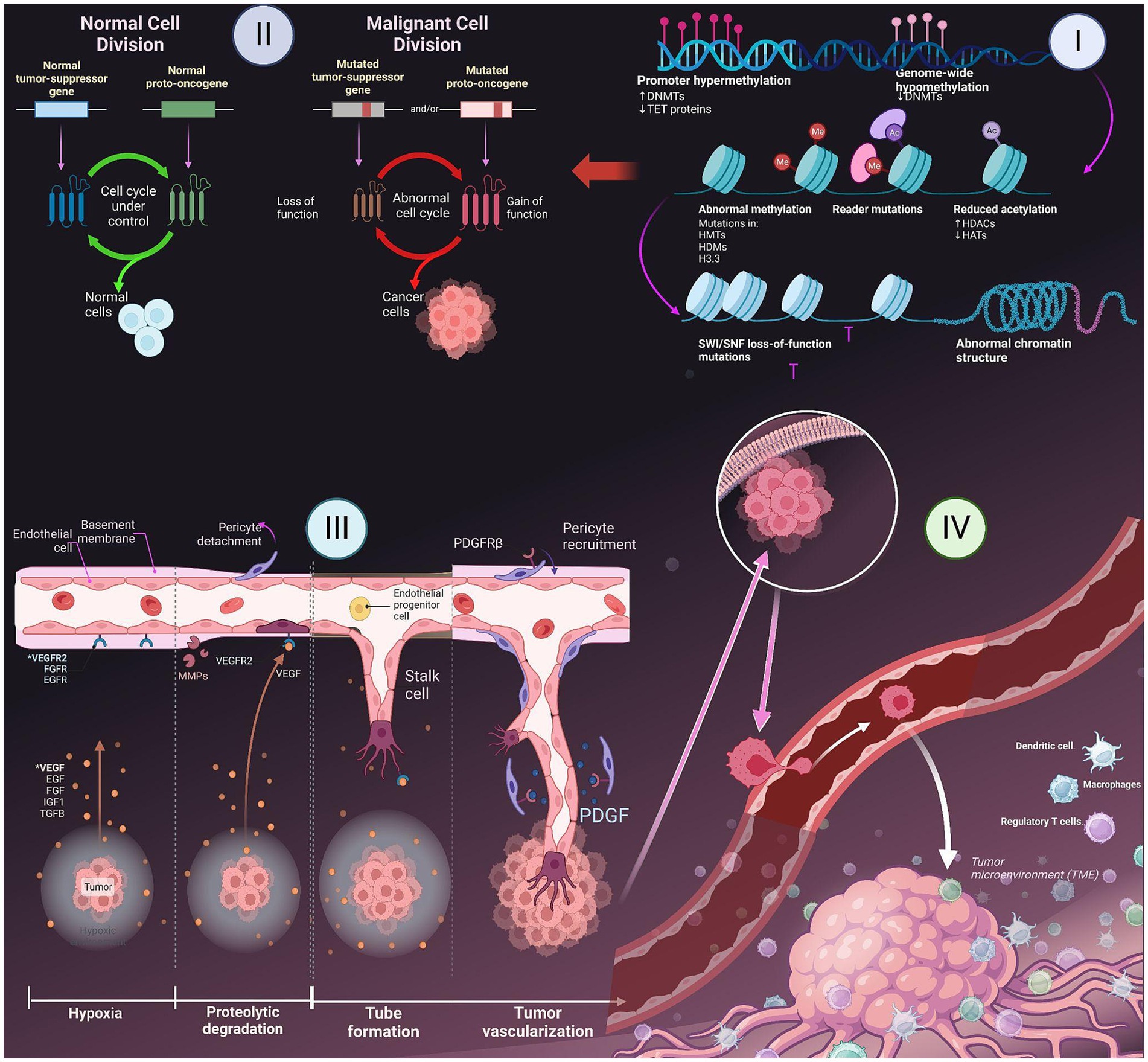 PDF) ACTN4 gene amplification is a predictive biomarker for