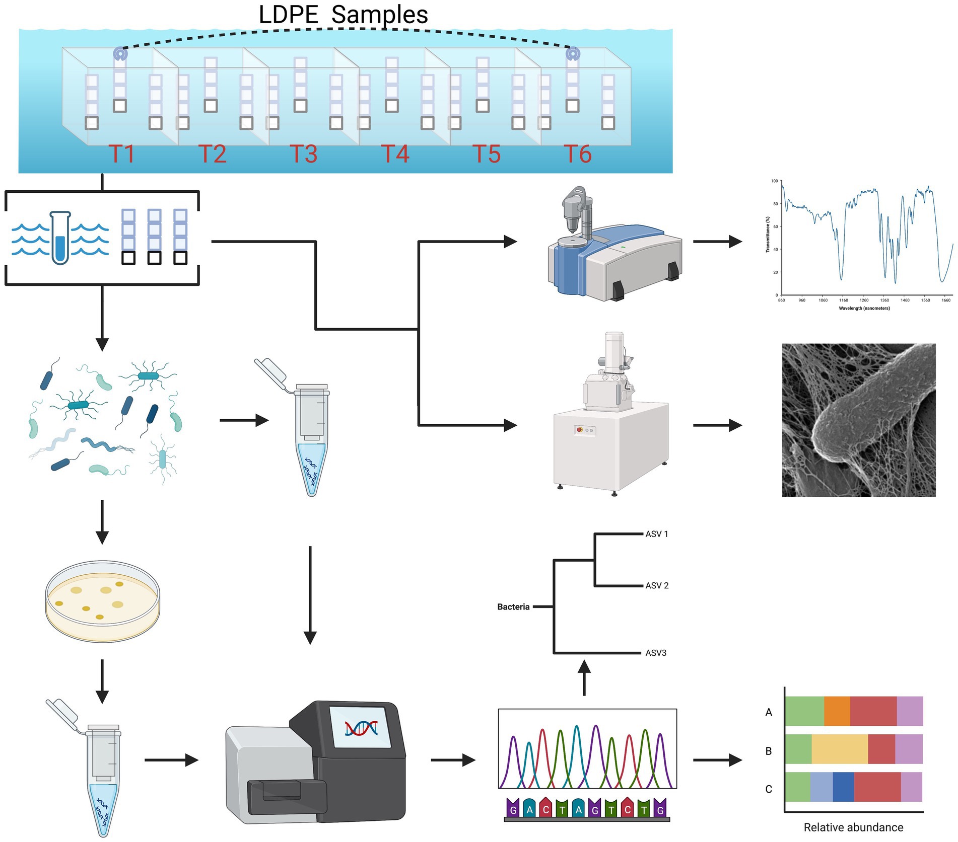 Frontiers  Identification of rare microbial colonizers of plastic  materials incubated in a coral reef environment