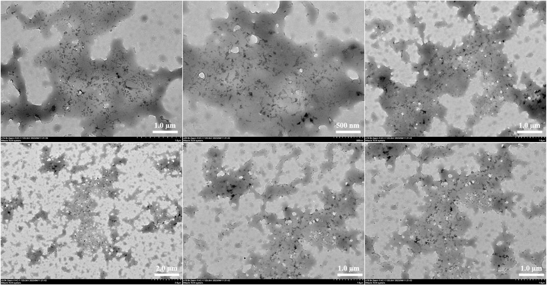Frontiers | A porous form Coomassie brilliant blue G250 Frontiers | A porous form Coomassie brilliant blue G250