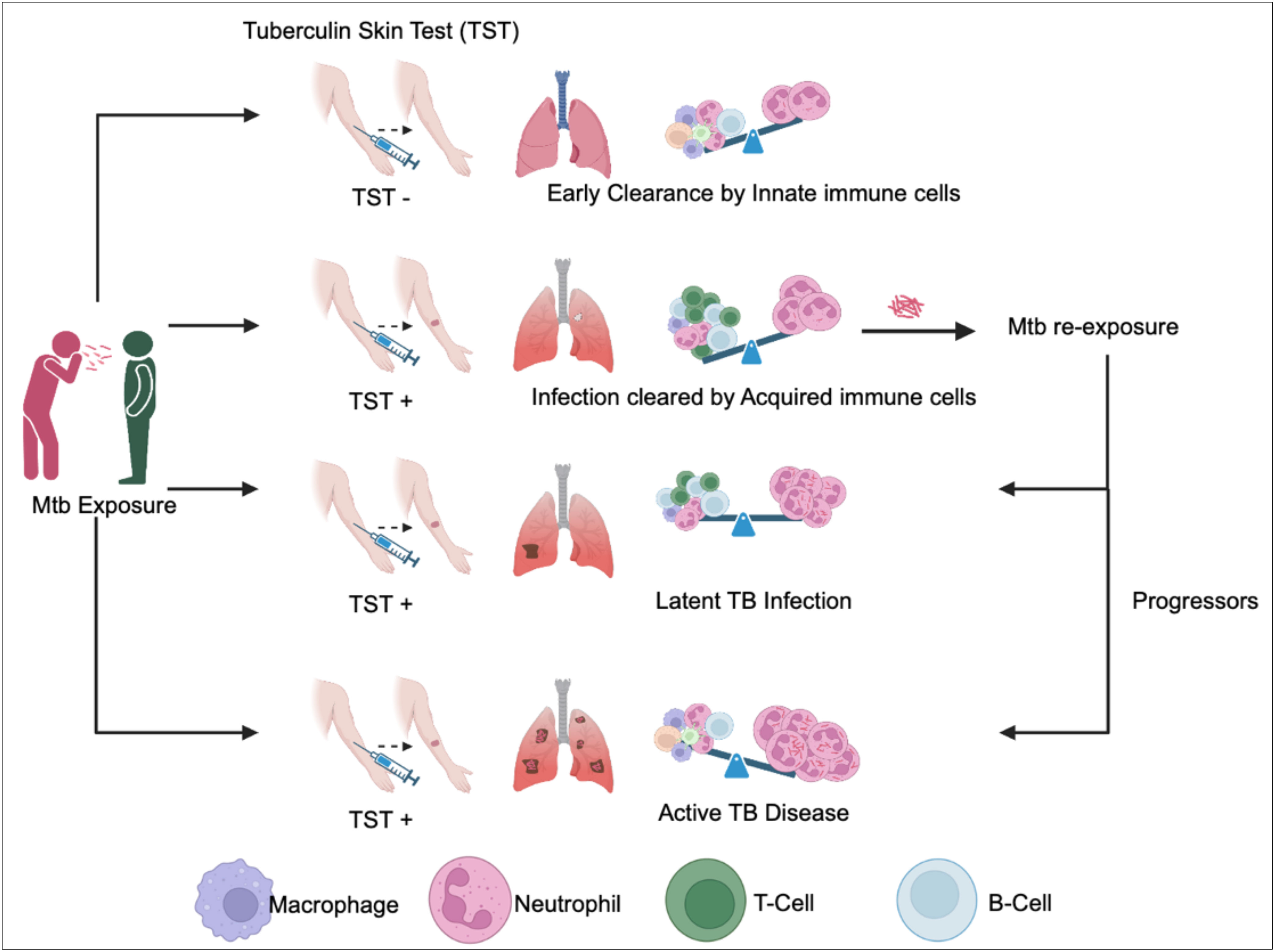 Frontiers  Splenic protection network revealed by transcriptome