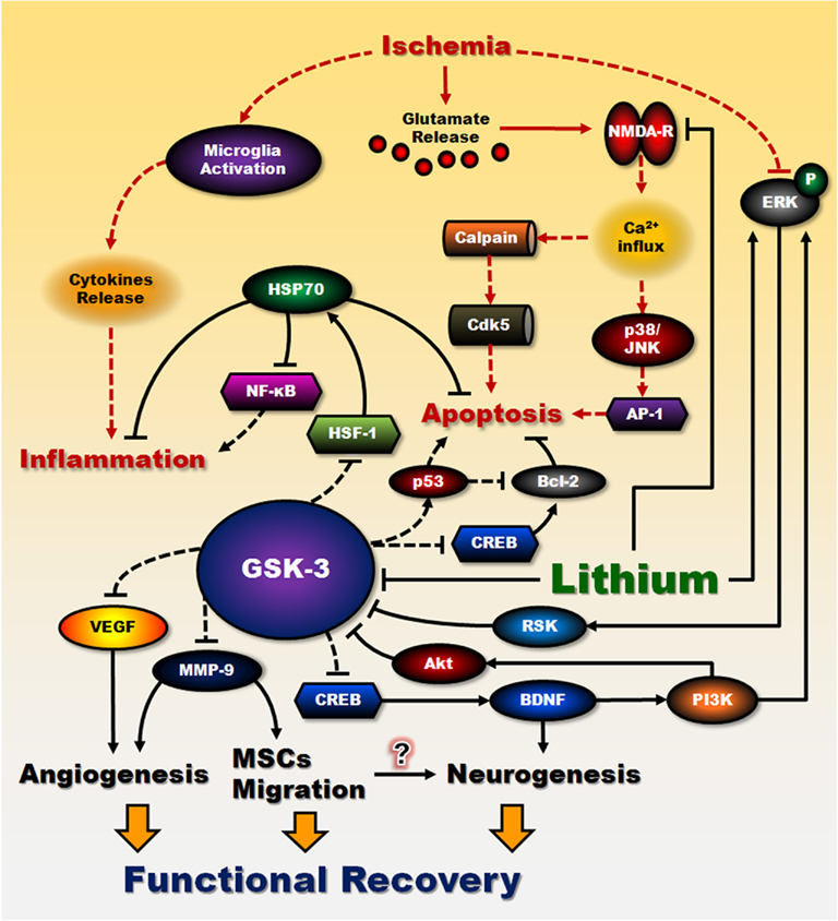 「lithium gsk amyloid」の画像検索結果