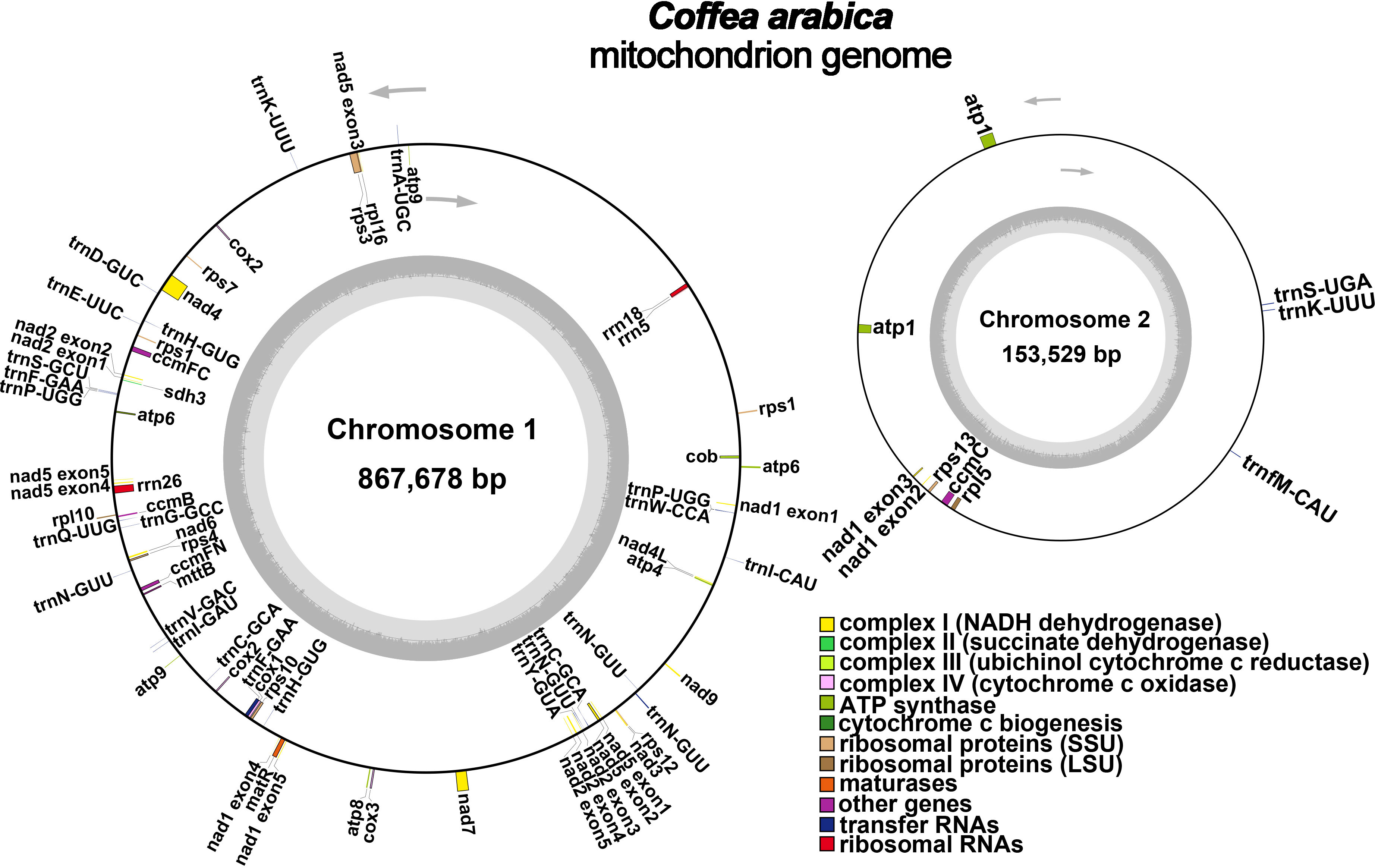 Frontiers | Genetic diversity of Coffea arabica L. mitochondrial