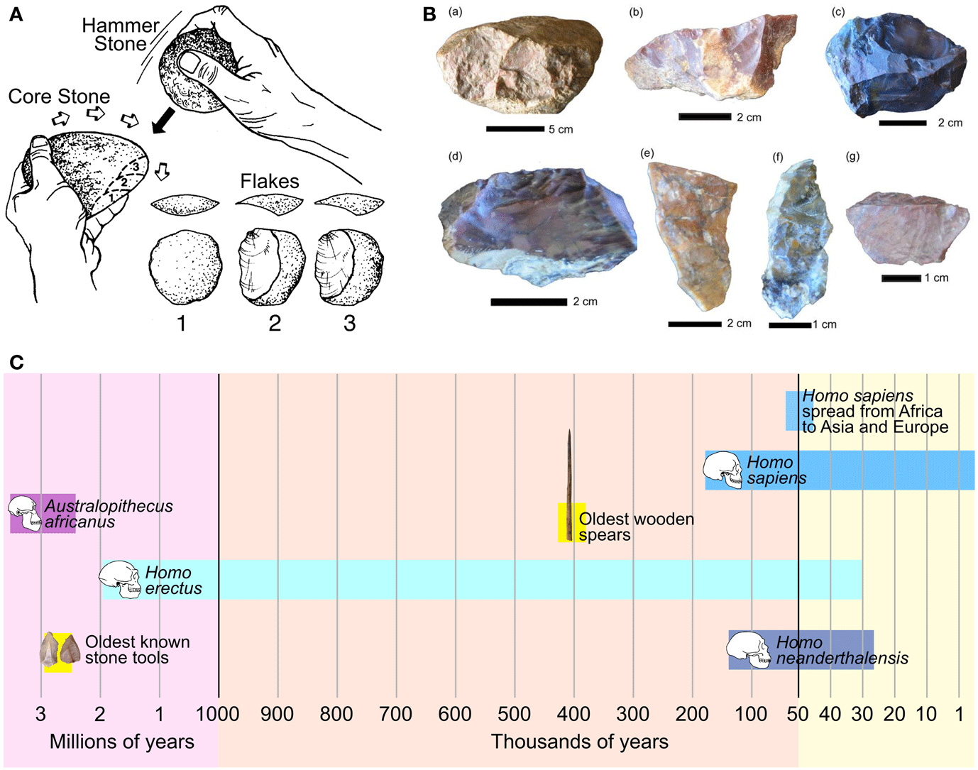 The Human Toolmaker · Frontiers for Young Minds