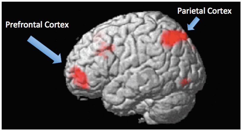 איור 2 - האיור הזה מגיע ממחקר fMRI בנושא חשיבה הגיונית.