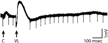 www.frontiersin.org