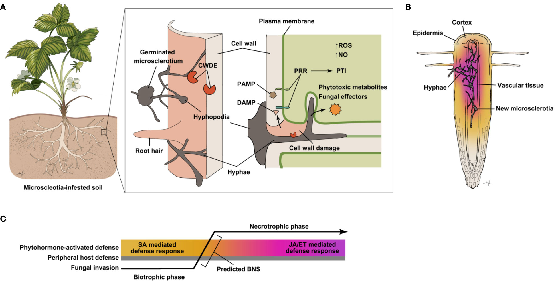 Frontiers  Characterization of fungal pathogens and germplasm